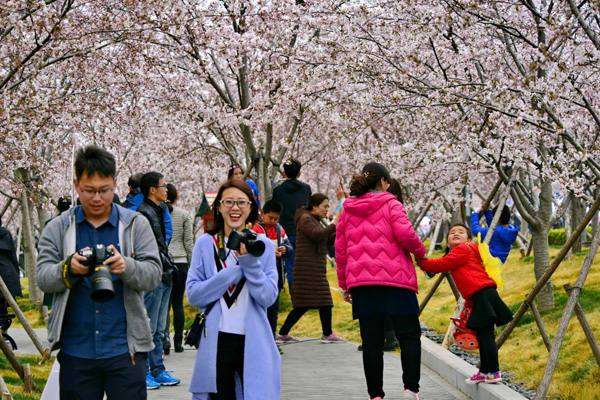 烟台龙湖社区樱花节吸引数万观众赏花