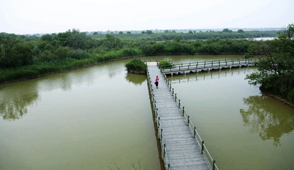 “亚洲媒体聚焦山东”采访团走进黄河三角洲保护区 领略湿地生态之美