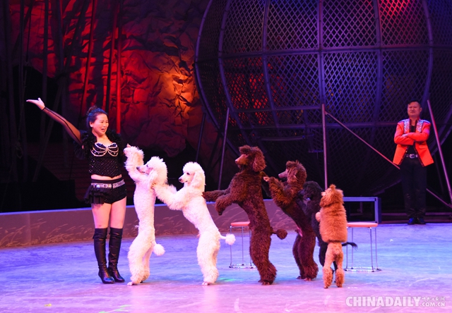“中俄欢乐大马戏”开幕 6国演员在山东杂技团上演精彩演出